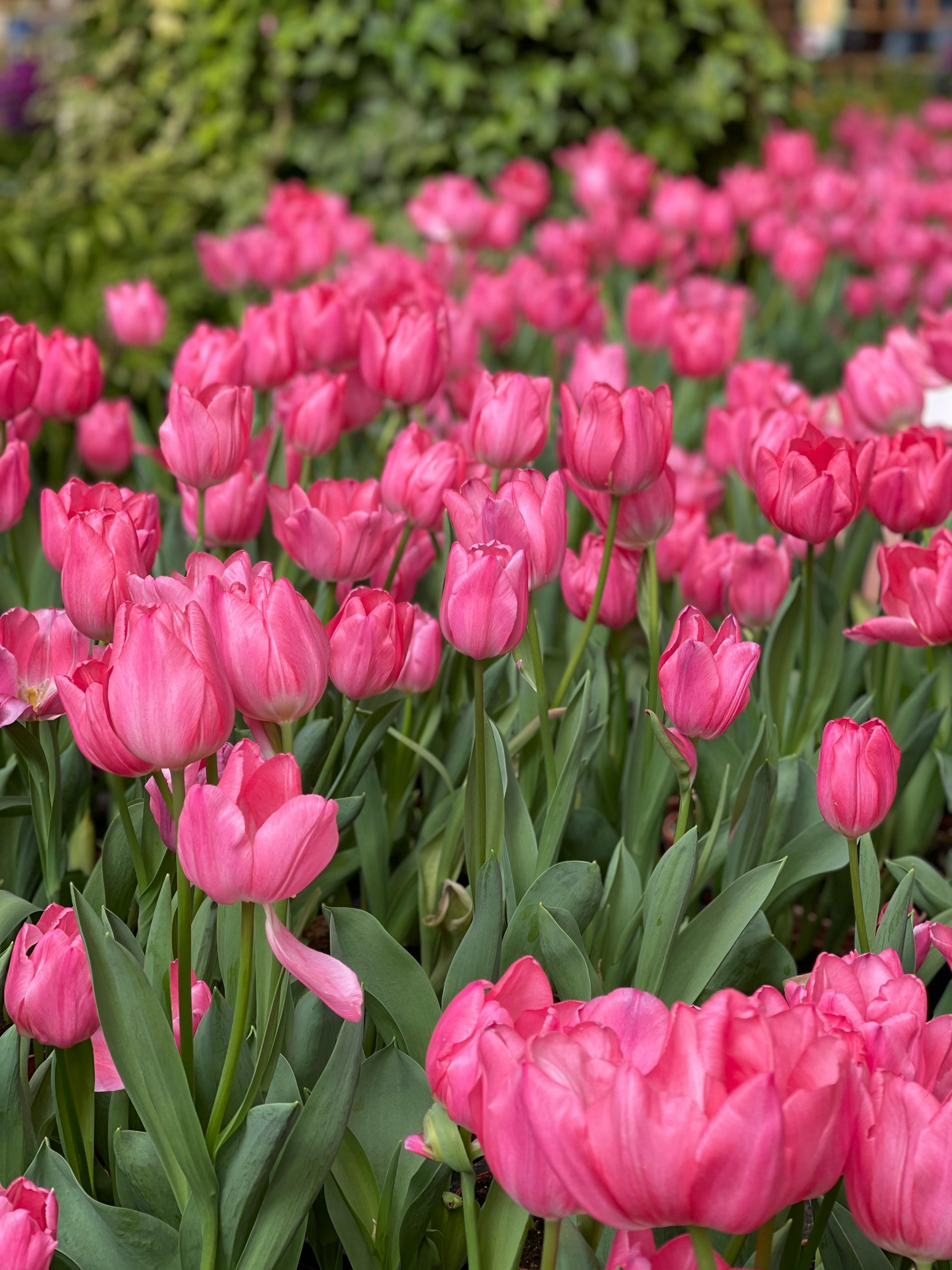 Tulips